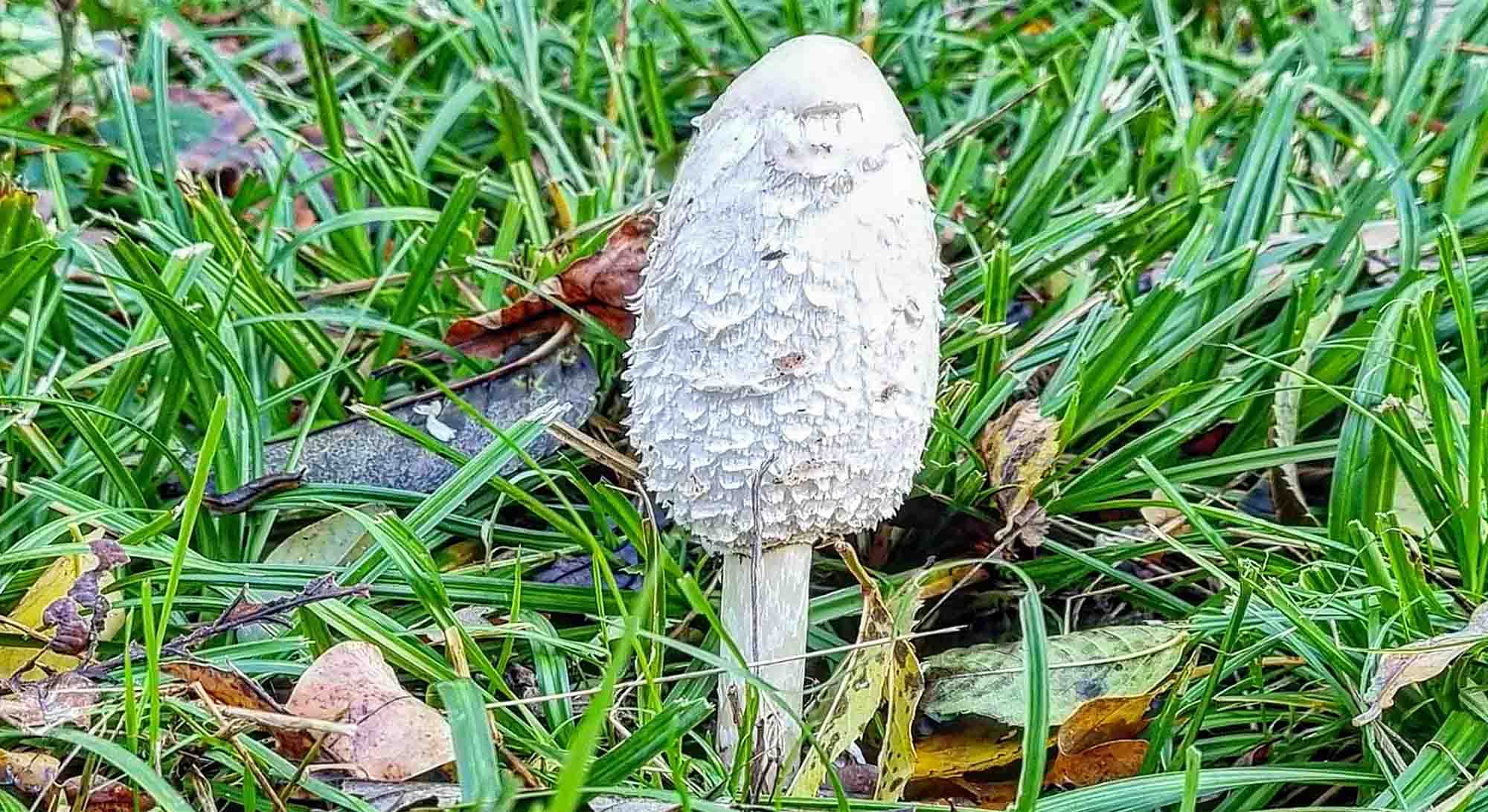 Où trouver des coprins chevelus ?