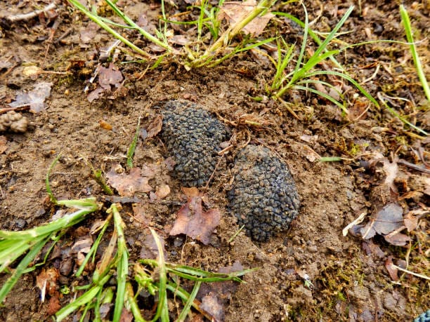 Truffes noires