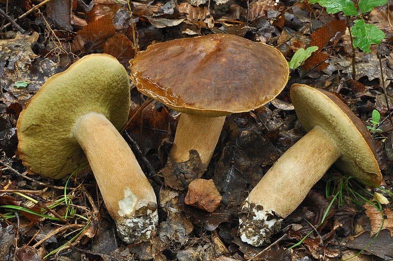 Cèpes bronzés