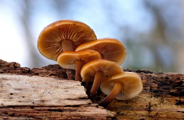 Où trouver des collybies à pied velouté ?