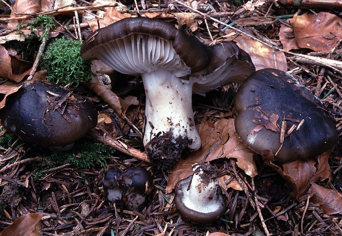 Hygrophores de mars