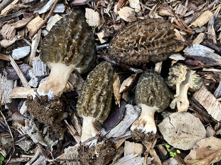Où trouver des morilles noires ?