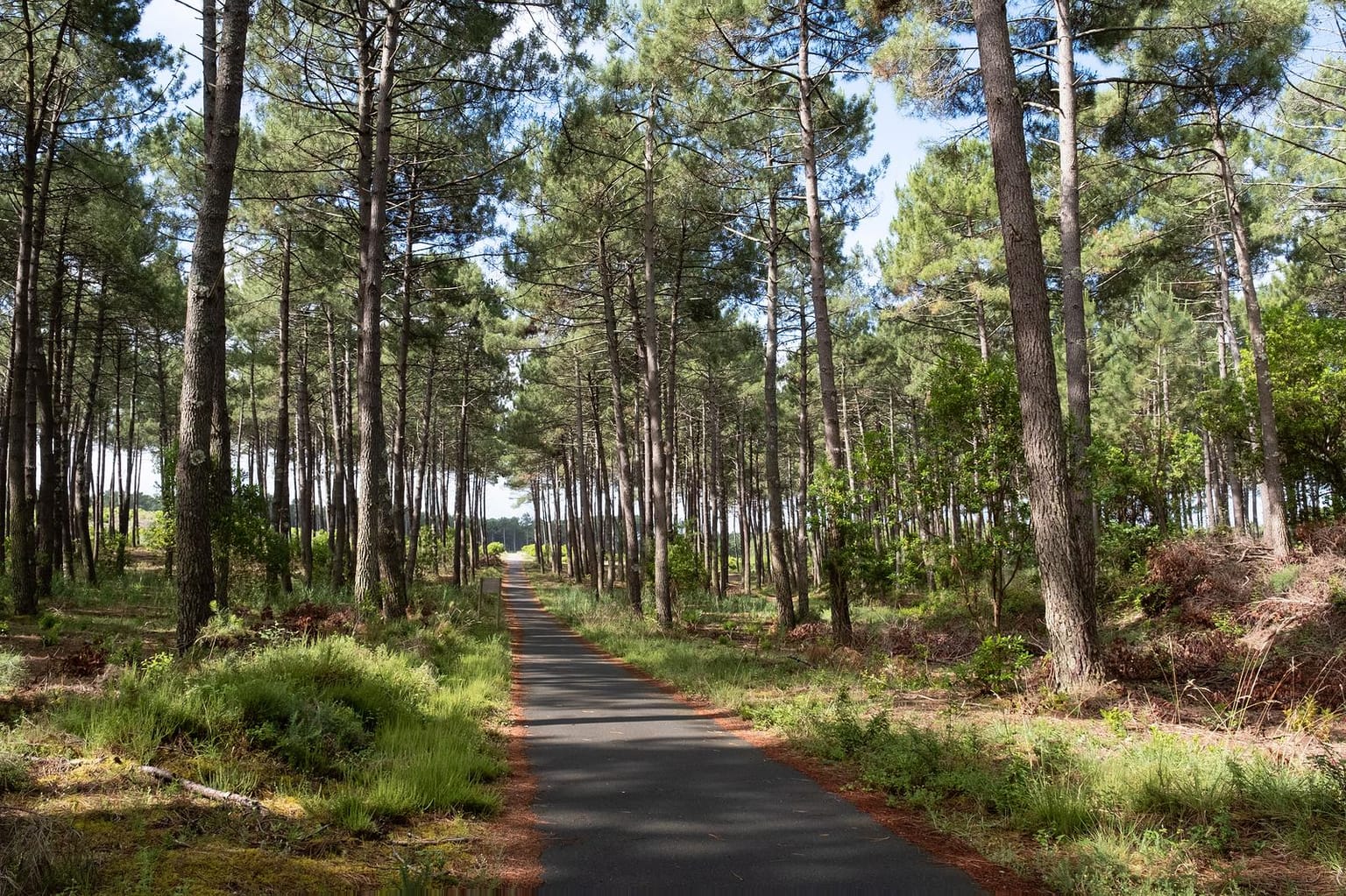 Landes / Sologne