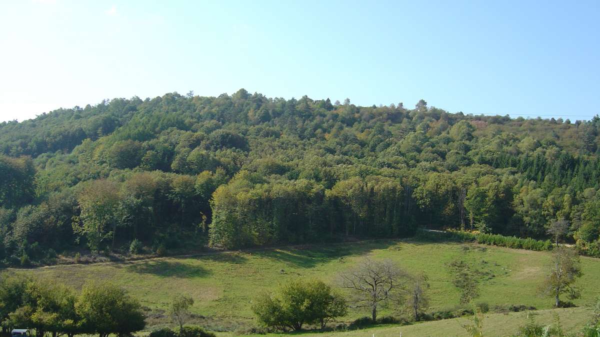 Limousin